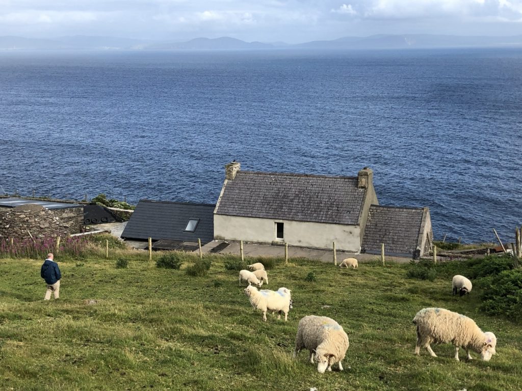 view of the Atlantic Ocean from hillside with herd of sheep on Dingle Peninsula