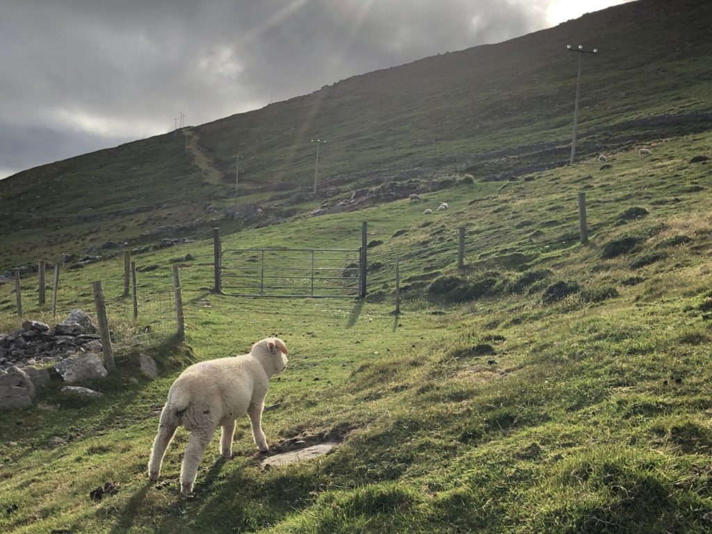 sheep in pasture on hillside at old Irish farmhouse on Dingle Peninsula Ireland
