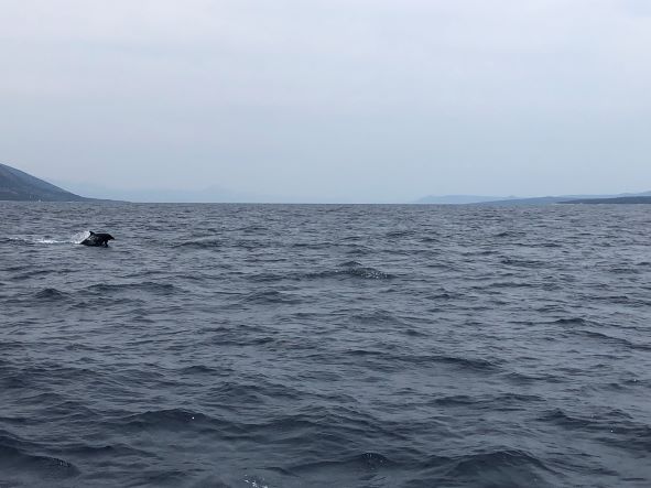 sail Croatia dolphin