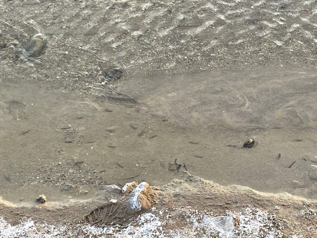 Salt Creek Death Valley Pupfish